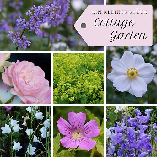 Ein kleines Stück Cottage Garten - Paket mit 14 Pflanzen